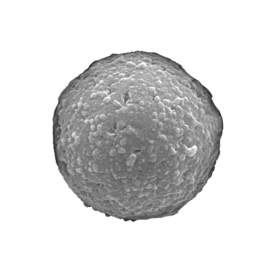 Magnefy™ Streptavidin & Magnefy™ Mach I Streptavidin image